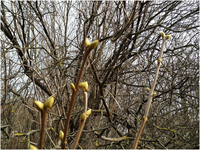 Обзор изогнутого смартфона LG G Flex 2: чтобы удивлять (обзор, изогнутый, смартфона, flex, удивлять) Обзор изогнутого смартфона LG G Flex 2: чтобы удивлять