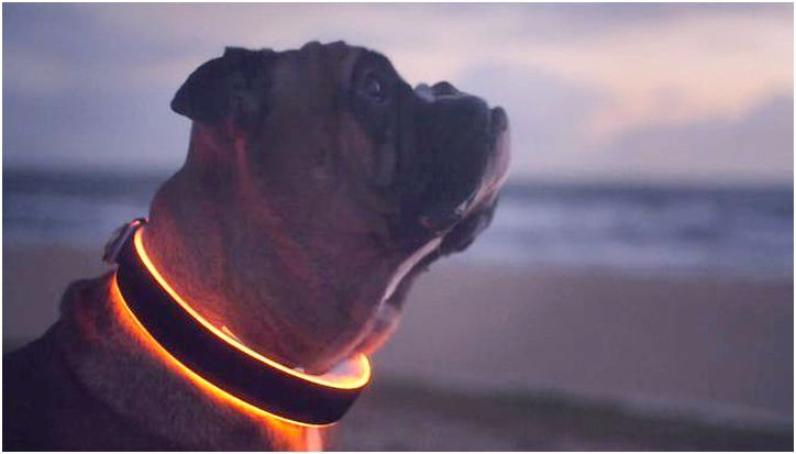 Гаджеты за неделю: от "умного" ошейника до "очков-невидимок"