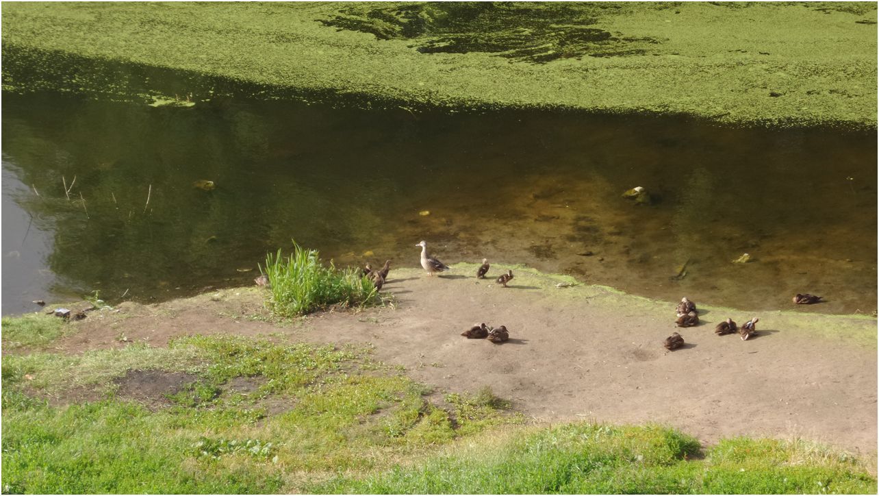 Обзор Samsung Galaxy K Zoom: камерный смартфон