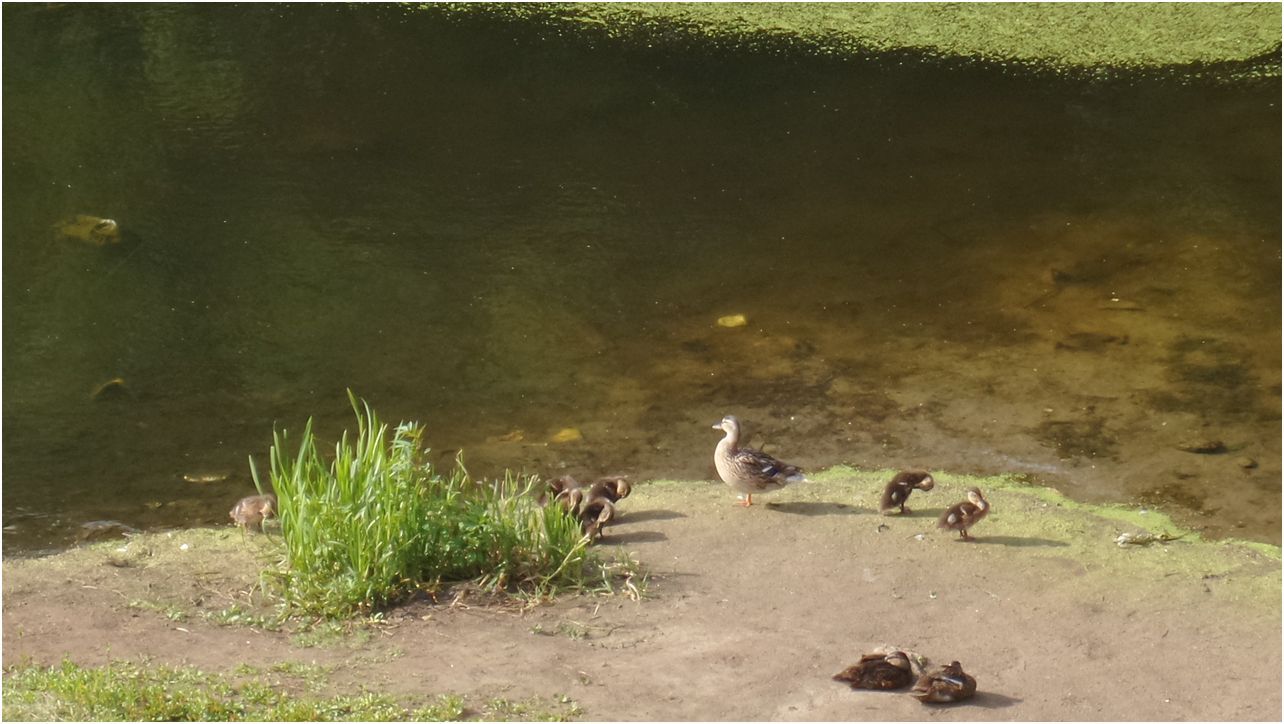 Обзор Samsung Galaxy K Zoom: камерный смартфон