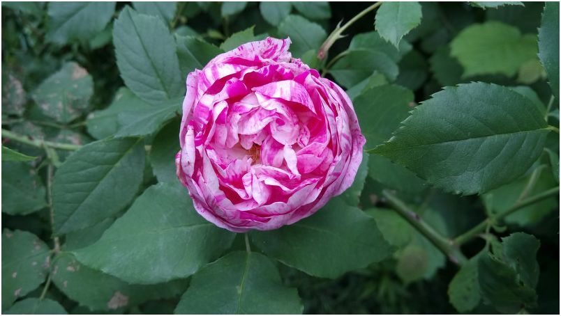 Обзор Sony Xperia XA: в узких рамках возможного