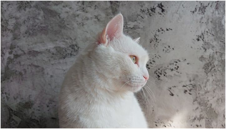 Обзор Sony Xperia XZ2 Compact: миниатюризация без компромиссов (обзор, sony, xperia, compact, миниатюризация) Обзор Sony Xperia XZ2 Compact: миниатюризация без компромиссов