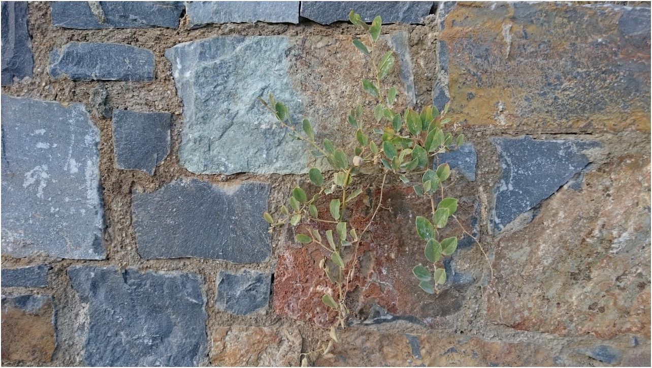 Обзор смартфона Sony Xperia Z3: улучшение улучшенного