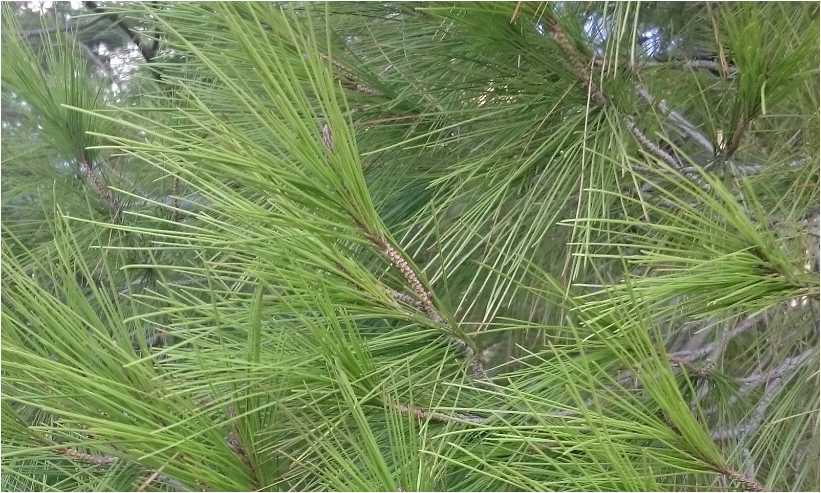 Обзор смартфона Sony Xperia Z3: улучшение улучшенного