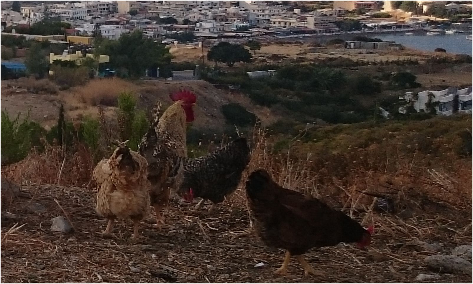 Обзор смартфона Sony Xperia Z3: улучшение улучшенного