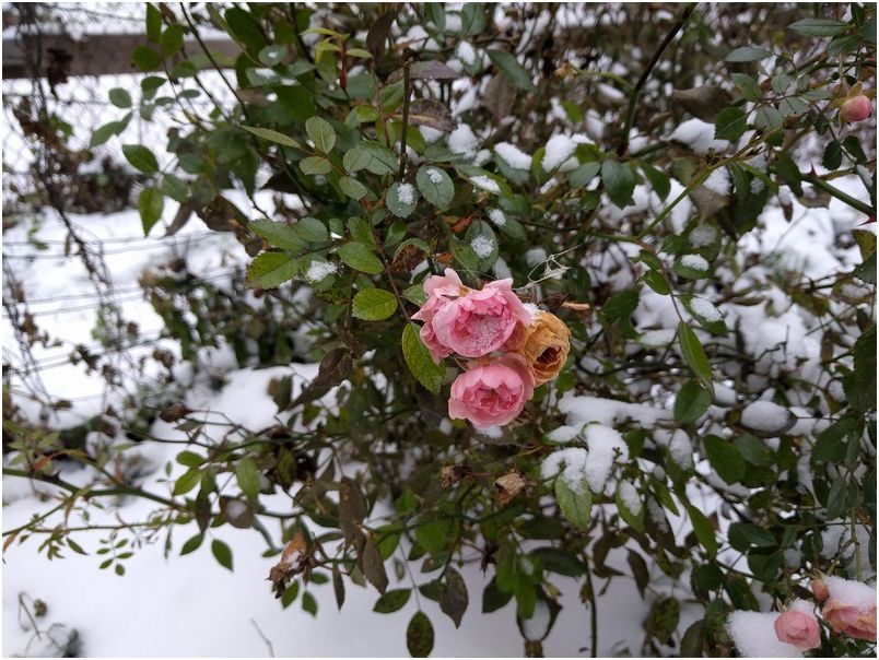 Обзор смартфона Google Nexus 5X: эталон не для всех