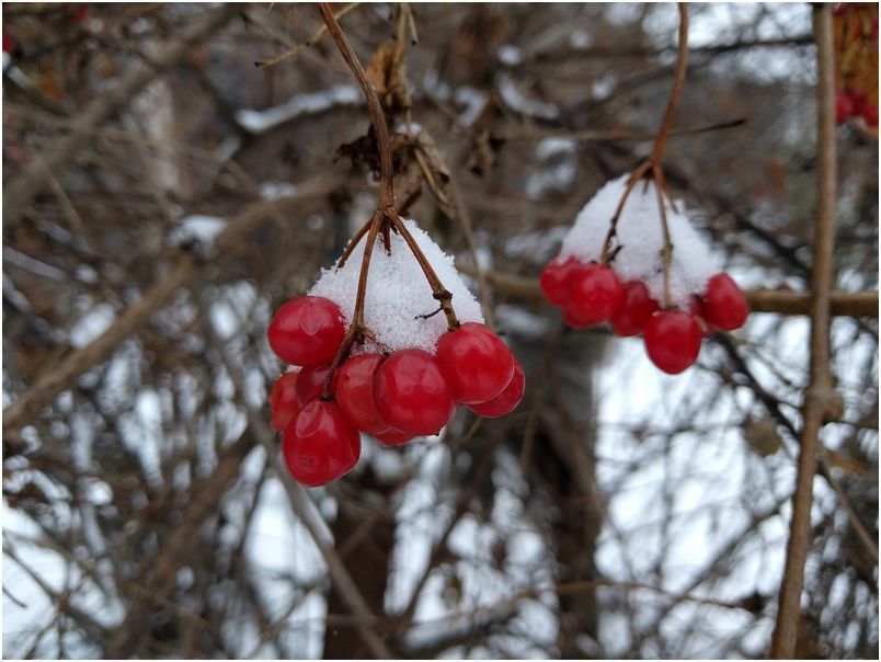 Обзор смартфона Google Nexus 5X: эталон не для всех