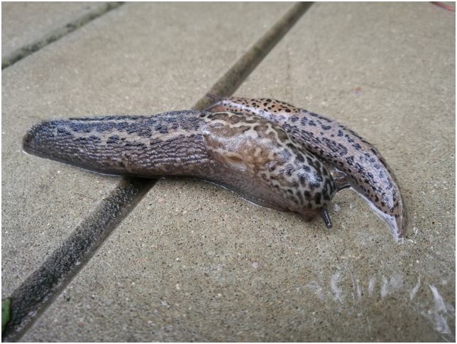 Обзор смартфона Honor 8: бережливая красота (обзор, смартфона, honor, бережливый, красота) Обзор смартфона Honor 8: бережливая красота