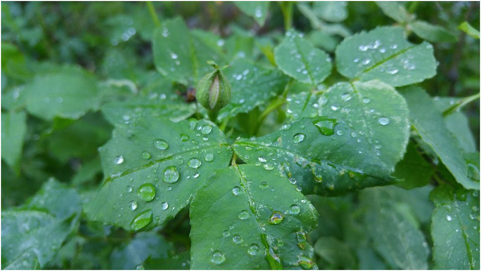 Обзор смартфона LG G4: натурально кожаный (обзор, смартфона, натурально, кожаный) Обзор смартфона LG G4: натурально кожаный