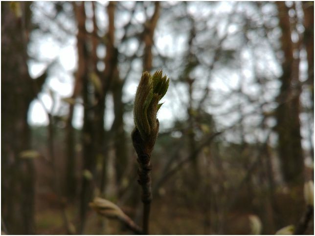 Обзор смартфона LG G6: полная экранизация