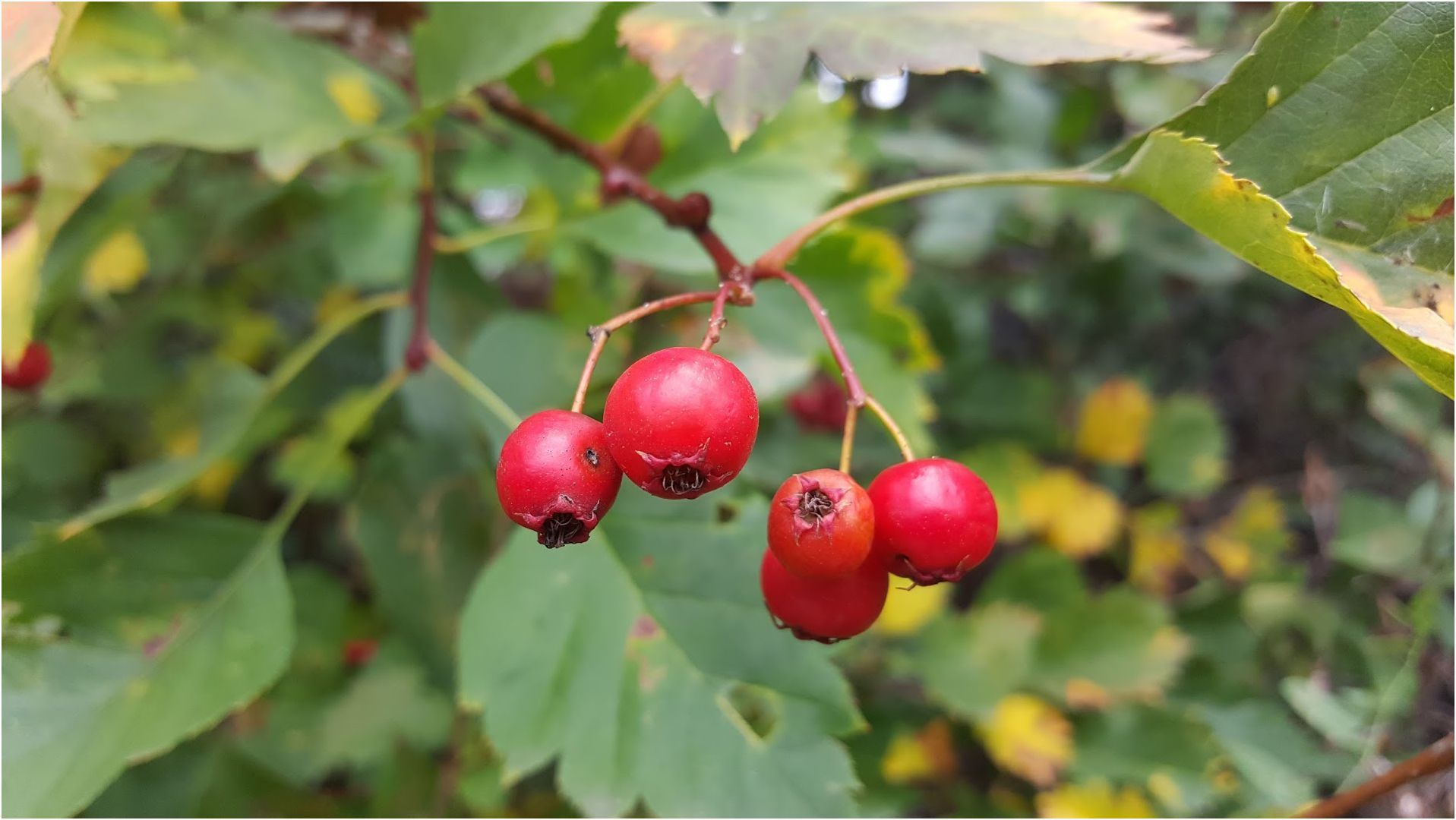 Обзор смартфона Samsung Galaxy S6 Edge+: большой изгиб (обзор, смартфона, samsung, galaxy, edge) Обзор смартфона Samsung Galaxy S6 Edge+: большой изгиб