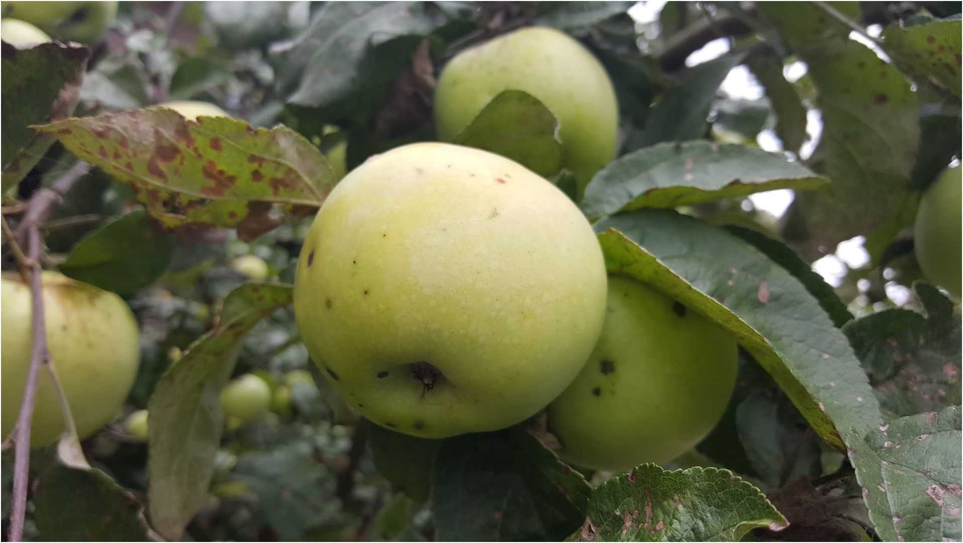 Обзор смартфона Samsung Galaxy S6 Edge+: большой изгиб (обзор, смартфона, samsung, galaxy, edge) Обзор смартфона Samsung Galaxy S6 Edge+: большой изгиб