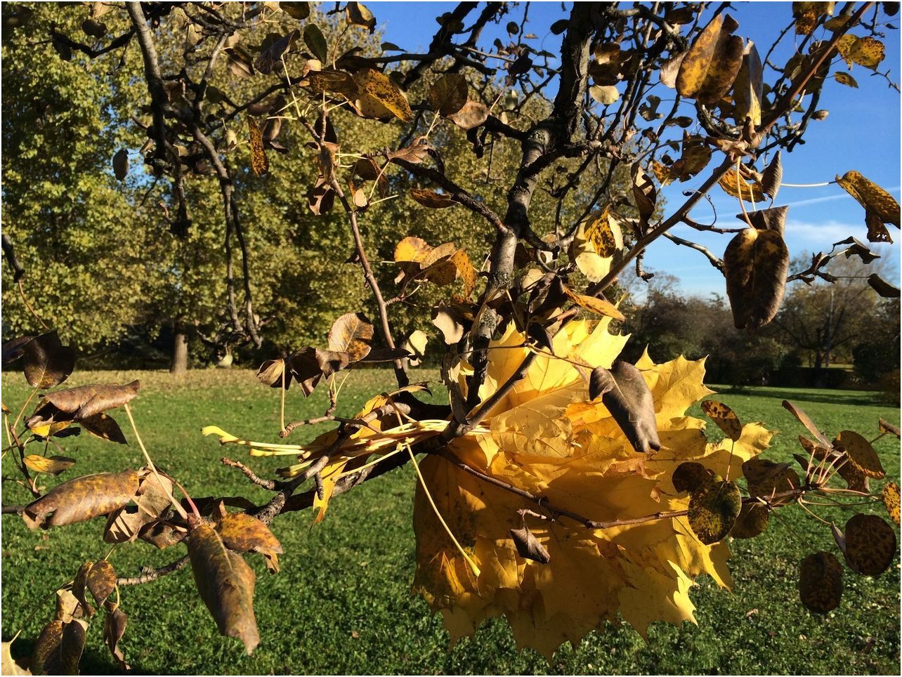 Покупка iPhone 5S: за и против