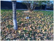 Покупка iPhone 5S: за и против