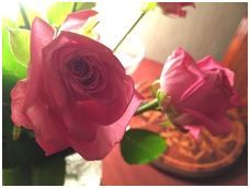 Покупка iPhone 5S: за и против