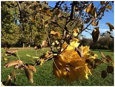 Покупка iPhone 5S: за и против