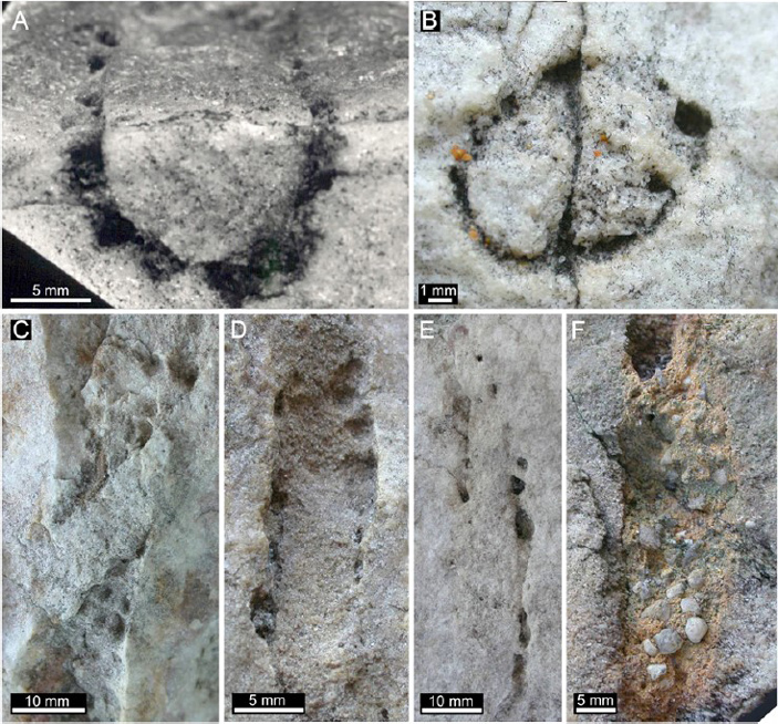 Считавшиеся протерозойскими ходы в австралийских кварцитах были прорыты всего 50 миллионов лет назад