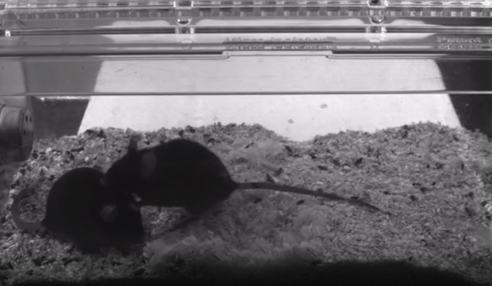 У мышей найдены нейроны, отвечающие за утешение расстроенных товарищей