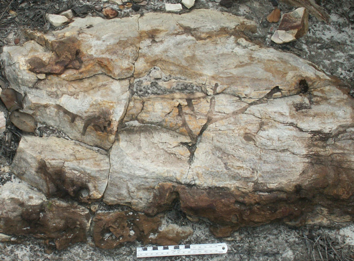 Считавшиеся протерозойскими ходы в австралийских кварцитах были прорыты всего 50 миллионов лет назад