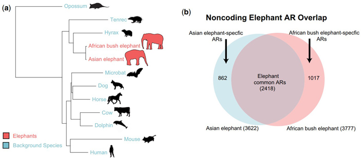 Сравнительная геномика объяснила, почему азиатские слоны больше подвержены раку, чем африканские