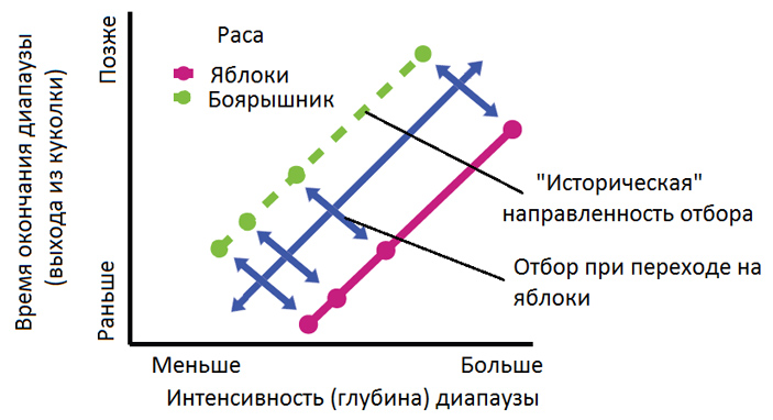 Парадокс, связанный с видообразованием у яблонных пестрокрылок, объясняется многофакторным отбором