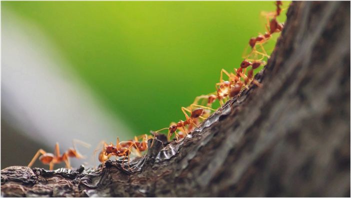 Согласно новой оценке, на планете насчитывается 20 квадриллионов муравьев
