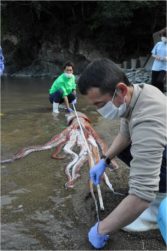 Гигантский кальмар длиной более 3 метров выброшен (живым) на японский пляж