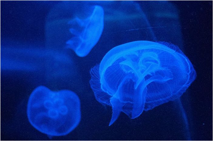 Исследователи, возможно, нашли ключ к бессмертию у медуз