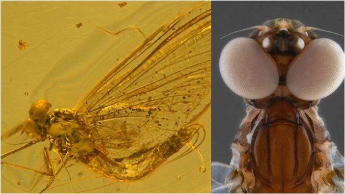 В янтаре возрастом 35 миллионов лет обнаружено новое насекомое